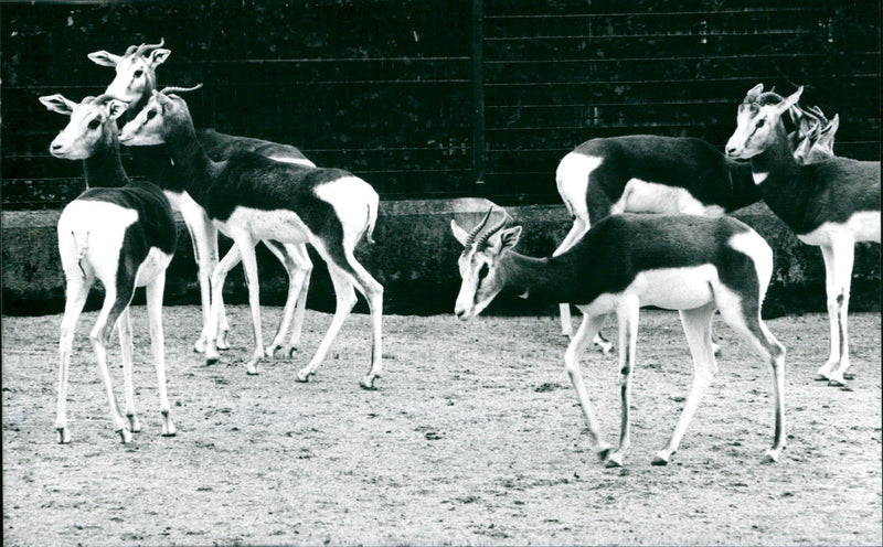 Zoo animals: gazelles - Vintage Photograph