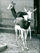Zoo animals: gazelles - Vintage Photograph