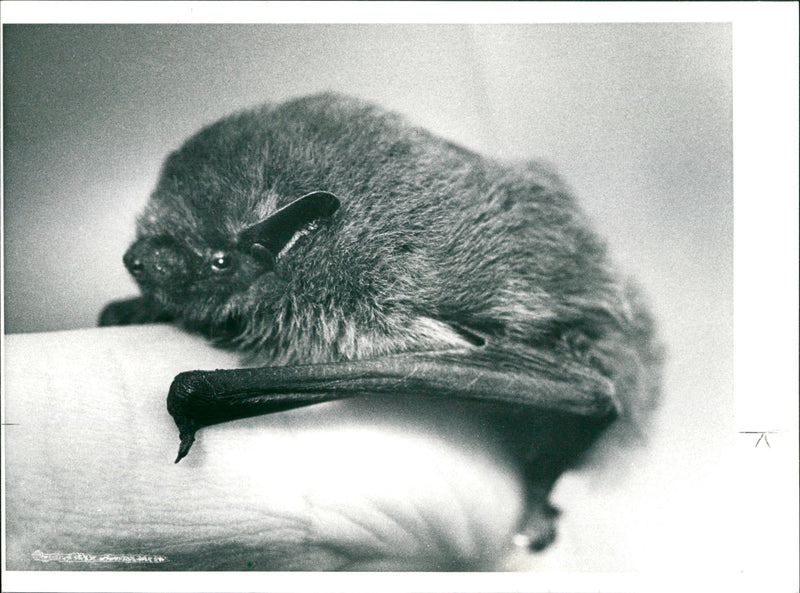 ANIMALS BATS TOO GENJ MARES OSIN TERE BIRD FFM ZOO - Vintage Photograph