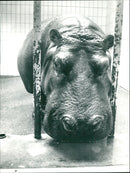 RENATE DABROWSKI ZOO TIE JEODE RENAT - Vintage Photograph