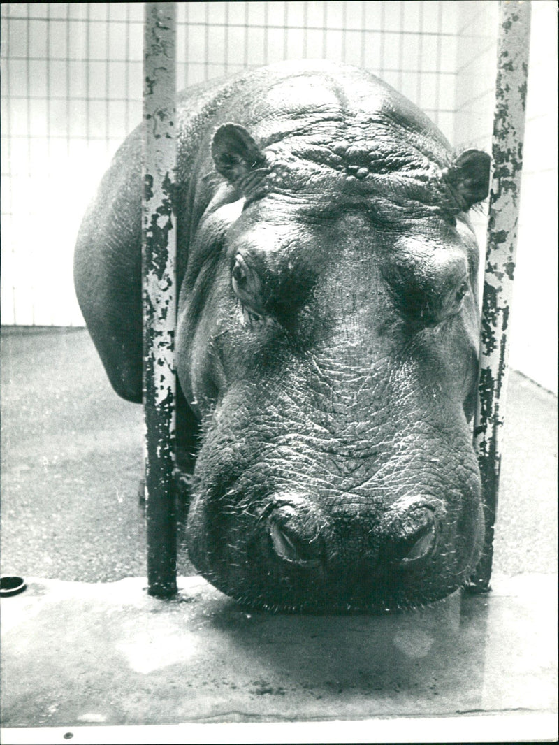 RENATE DABROWSKI ZOO TIE JEODE RENAT - Vintage Photograph