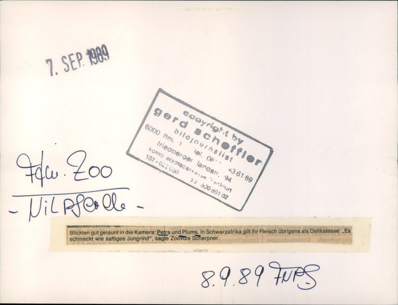 1989 JEODE BLACK AFRICA THEIR MEAT CONSIDERED DELICACY COUNTS - Vintage Photograph