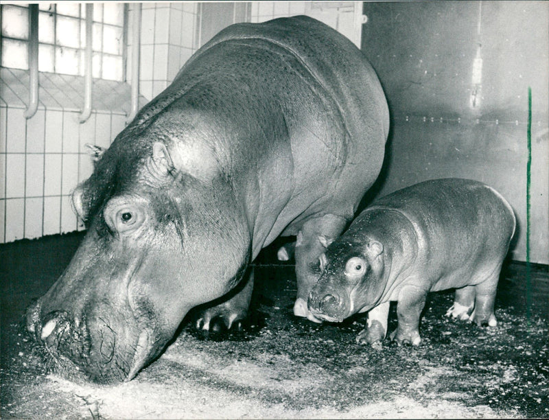1989 JEODE BLACK AFRICA THEIR MEAT CONSIDERED DELICACY COUNTS - Vintage Photograph