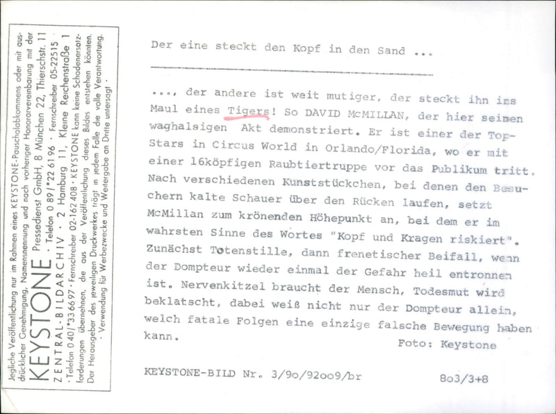 tiger - Vintage Photograph