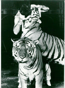 tiger - Vintage Photograph