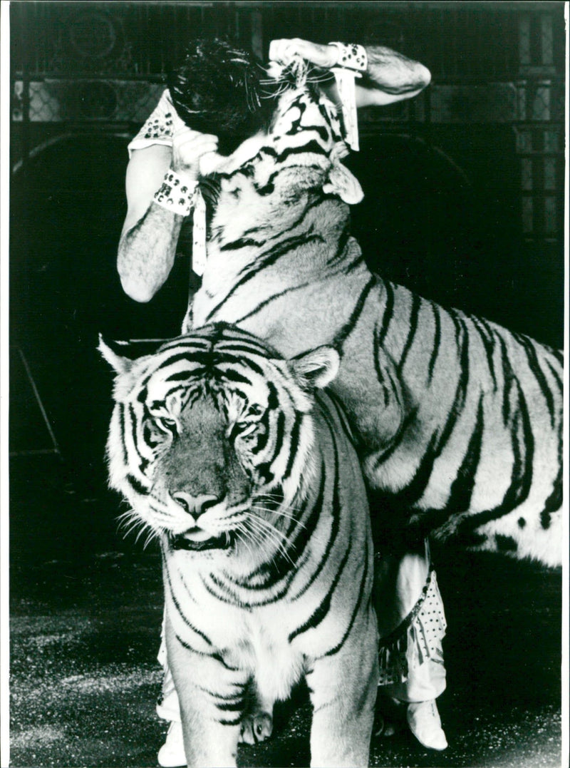tiger - Vintage Photograph