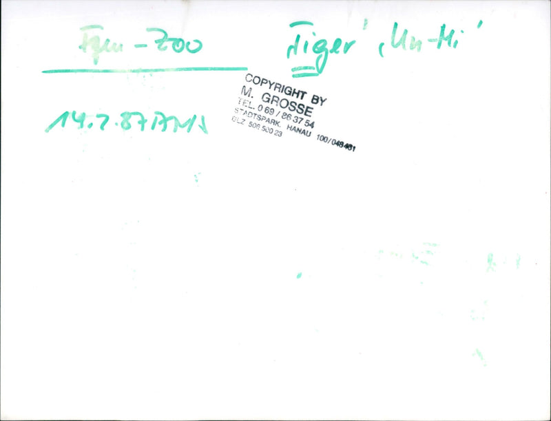 Tiger "Un-Mi" in the Frankfurt Zoo - Vintage Photograph