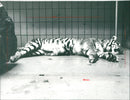 Tiger "Un-Mi" in the Frankfurt Zoo - Vintage Photograph