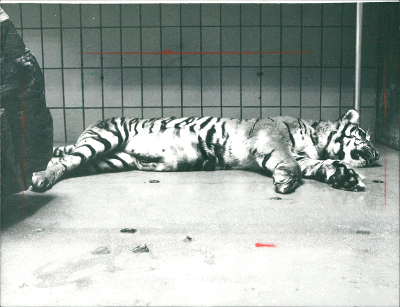 Tiger "Un-Mi" in the Frankfurt Zoo - Vintage Photograph