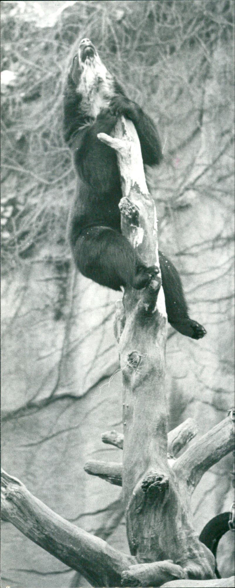 BAREN ANIMALS AND GOGGLES ARE PICTURE JOURNALIS - Vintage Photograph