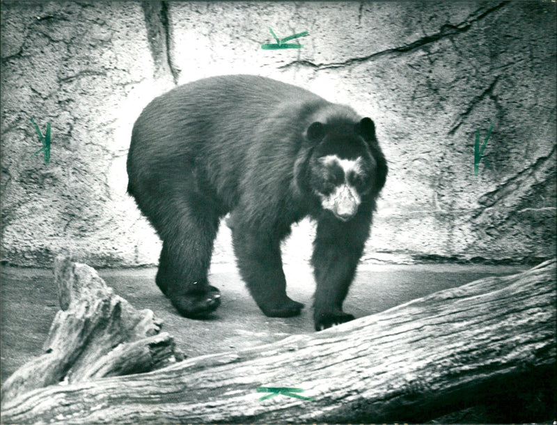 1987 BAREN ANIMALS GOGGLES BARON LONI GRUMBLED DAY AND LOOKED AGAIN EAGERLY - Vintage Photograph