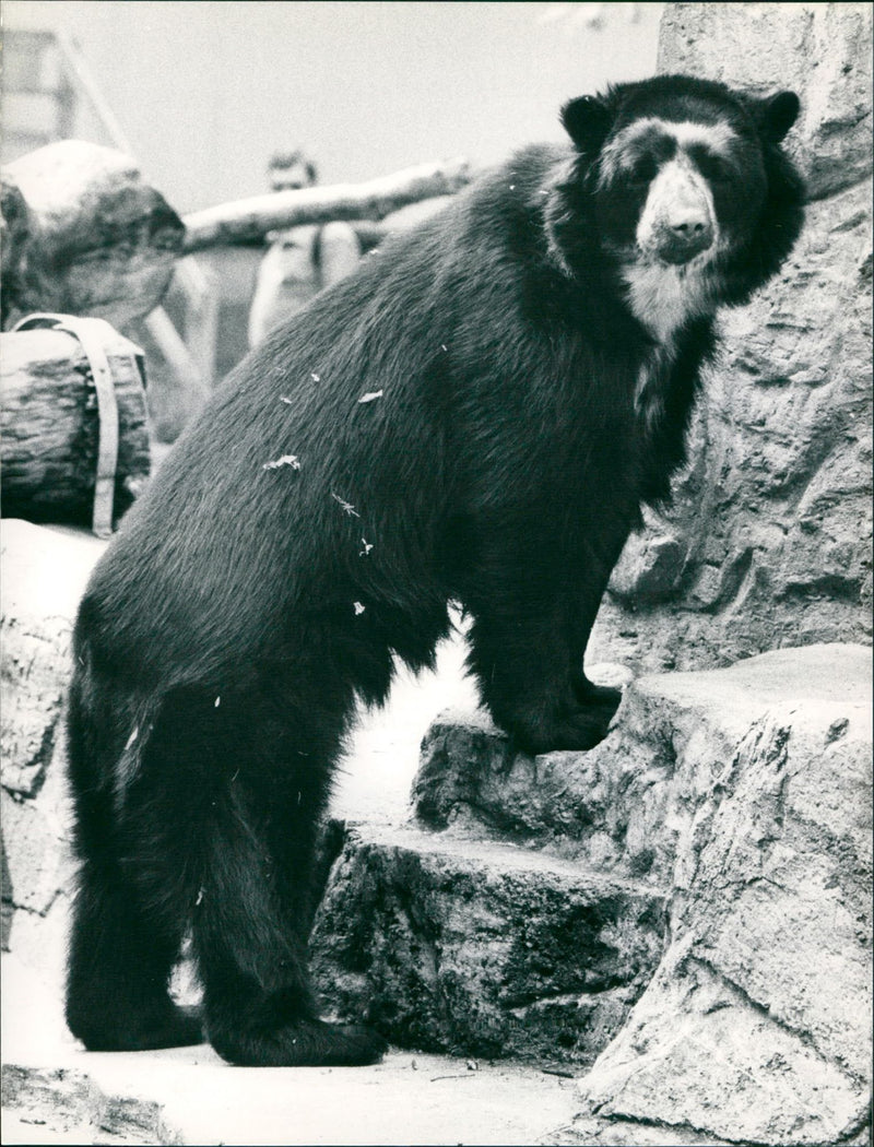 BAREN ANIMALS GOGGLES FRANKFURT STATISTER POSTGIROA - Vintage Photograph