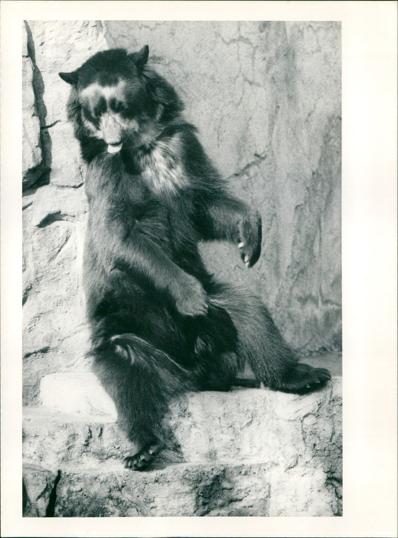 BAREN ANIMALS GOGGLES FRASTRT STA - Vintage Photograph