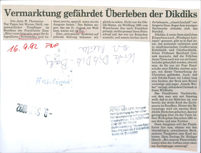 Dikdiks from the Frankfurt Zoo - Vintage Photograph