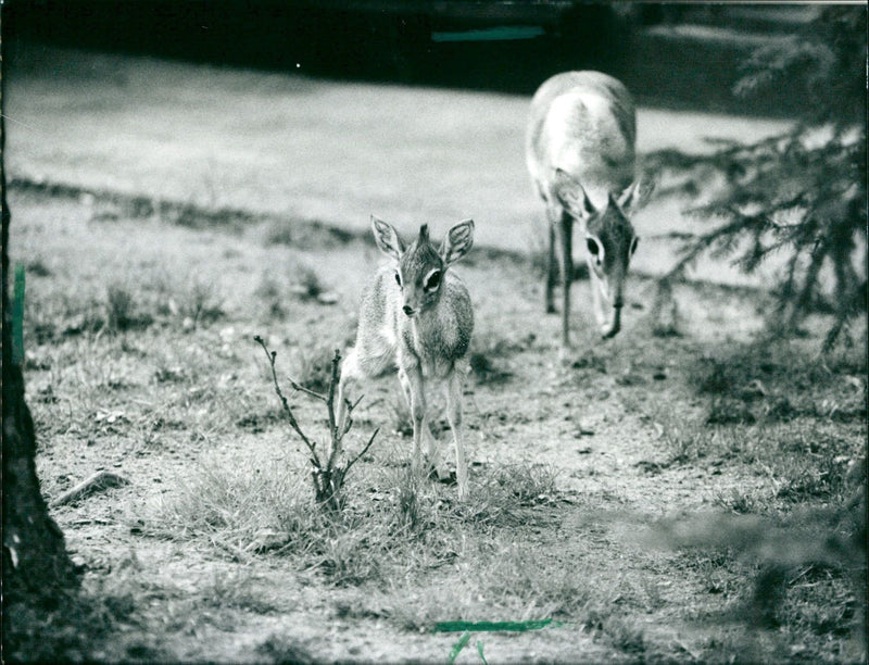 Dikdiks from the Frankfurt Zoo - Vintage Photograph