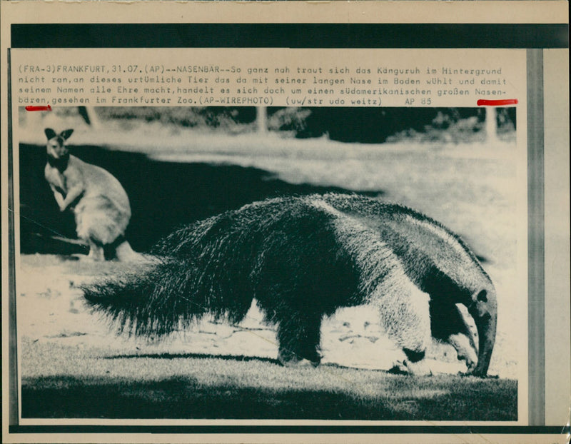 QUAS KANGURUH DARES BACKGROUND THIS PRIMITIVE ANIMA - Vintage Photograph