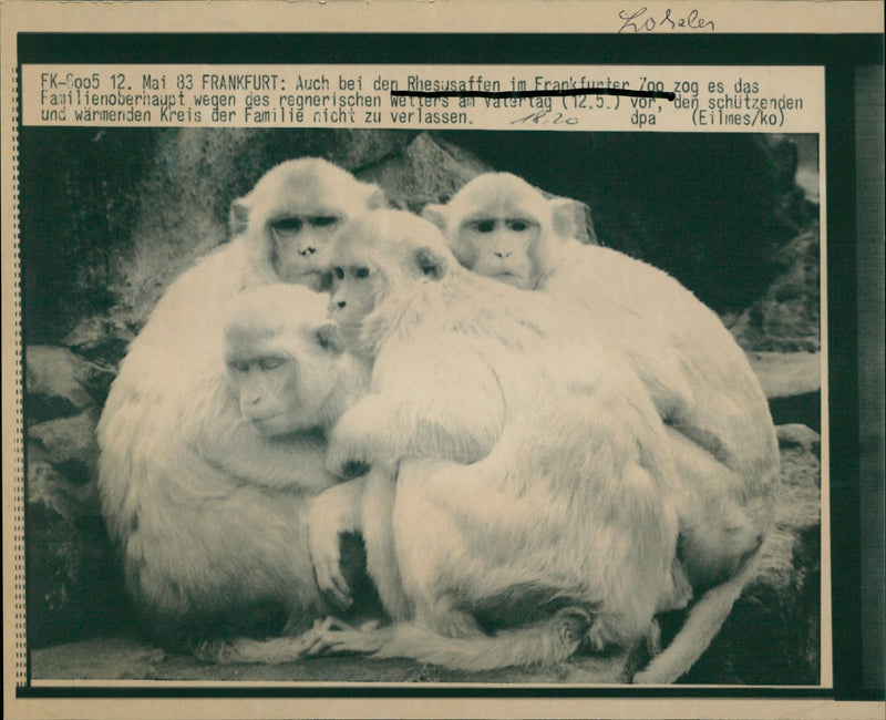 ANIMALS RHESUS MONKEYS FRANKENSTER HEAD FAMILY BECAUSE - Vintage Photograph