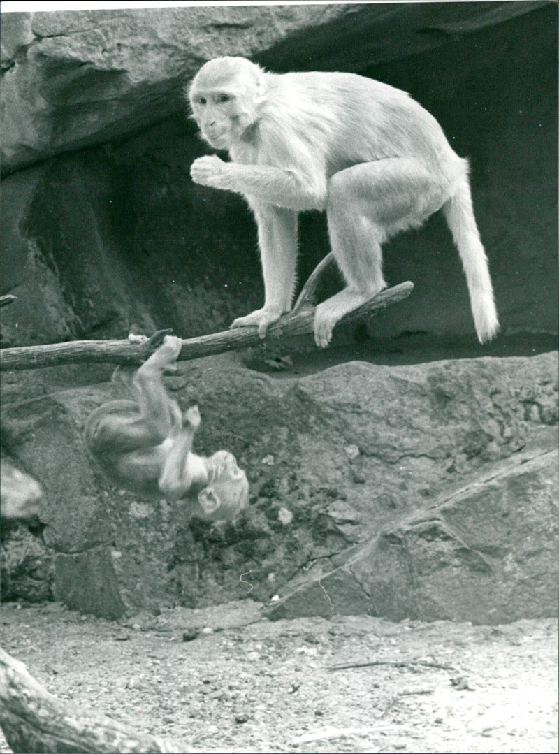 1986 ZOO ANIMALS RHESUS MONKEYS APES FFM RHESU COPYR - Vintage Photograph