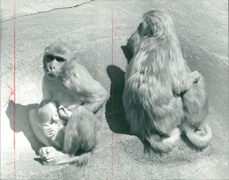 ZOO ANIMALS RHESUS MONKEYS CAN FOUND GERMANY ANI - Vintage Photograph