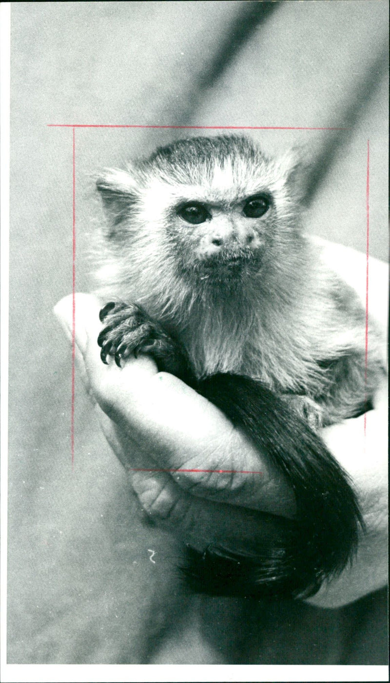 1985 ANIMALS PURR BARTTA WARA SHOULDER TACK GOWOCHEN FLUE SICBERAFFCHEN FRANZ - Vintage Photograph