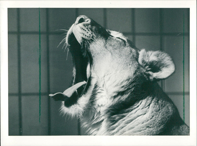 FFM CATS ANIMALS LOWEN DOWN LOW - Vintage Photograph