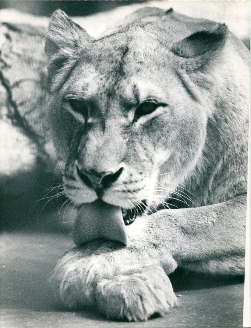 CATS AND ANIMALS PUBLISHED LOWEN FFMCOM - Vintage Photograph