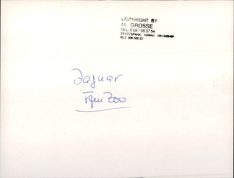 Jaguar in the Frankfurt Zoo - Vintage Photograph