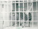 Jaguar in the Frankfurt Zoo - Vintage Photograph