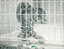 Jaguar "Pit" in the Frankfurt Zoo - Vintage Photograph