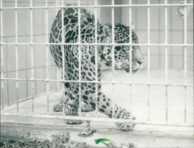 Jaguar "Pit" in the Frankfurt Zoo - Vintage Photograph