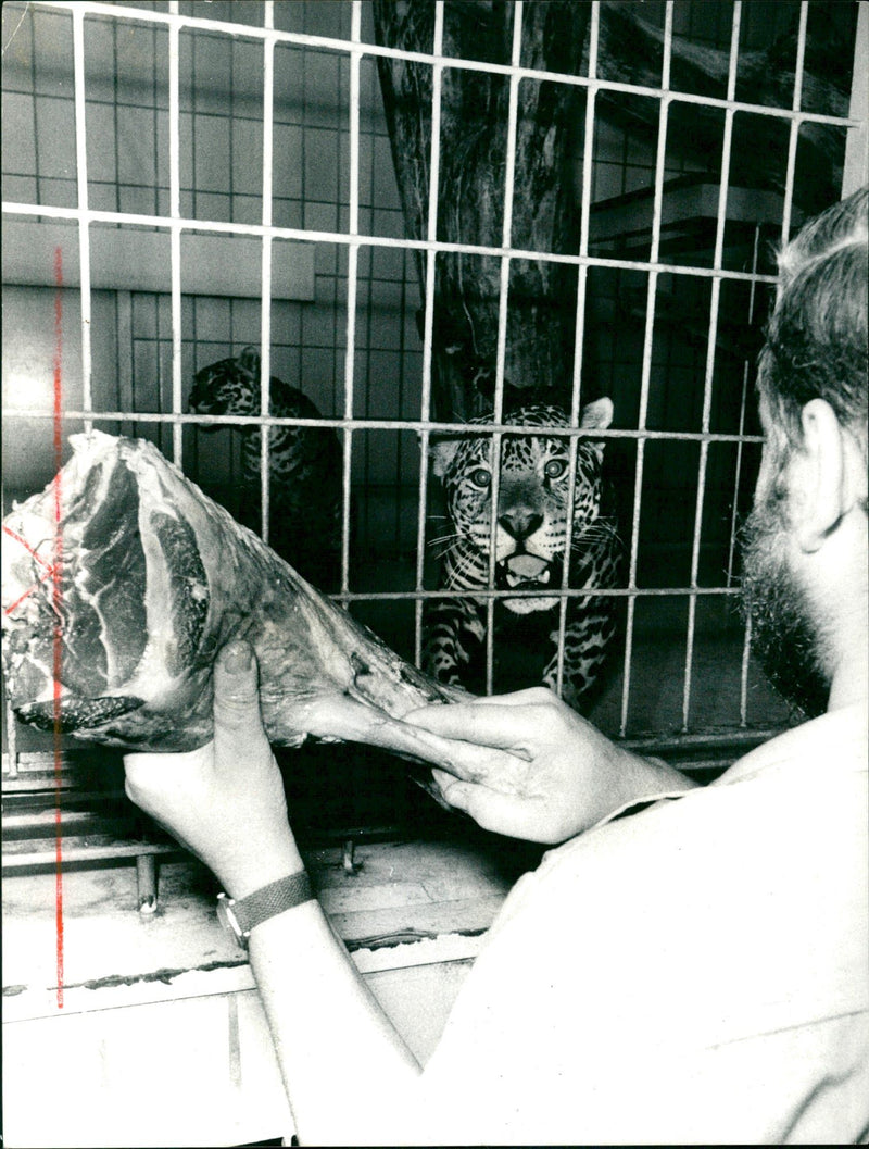 Jaguar feeding - Vintage Photograph