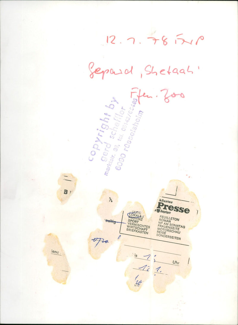 Cheetah "Shetaah", Frankfurt Zoo - Vintage Photograph