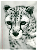 Cheetah "Shetaah", Frankfurt Zoo - Vintage Photograph