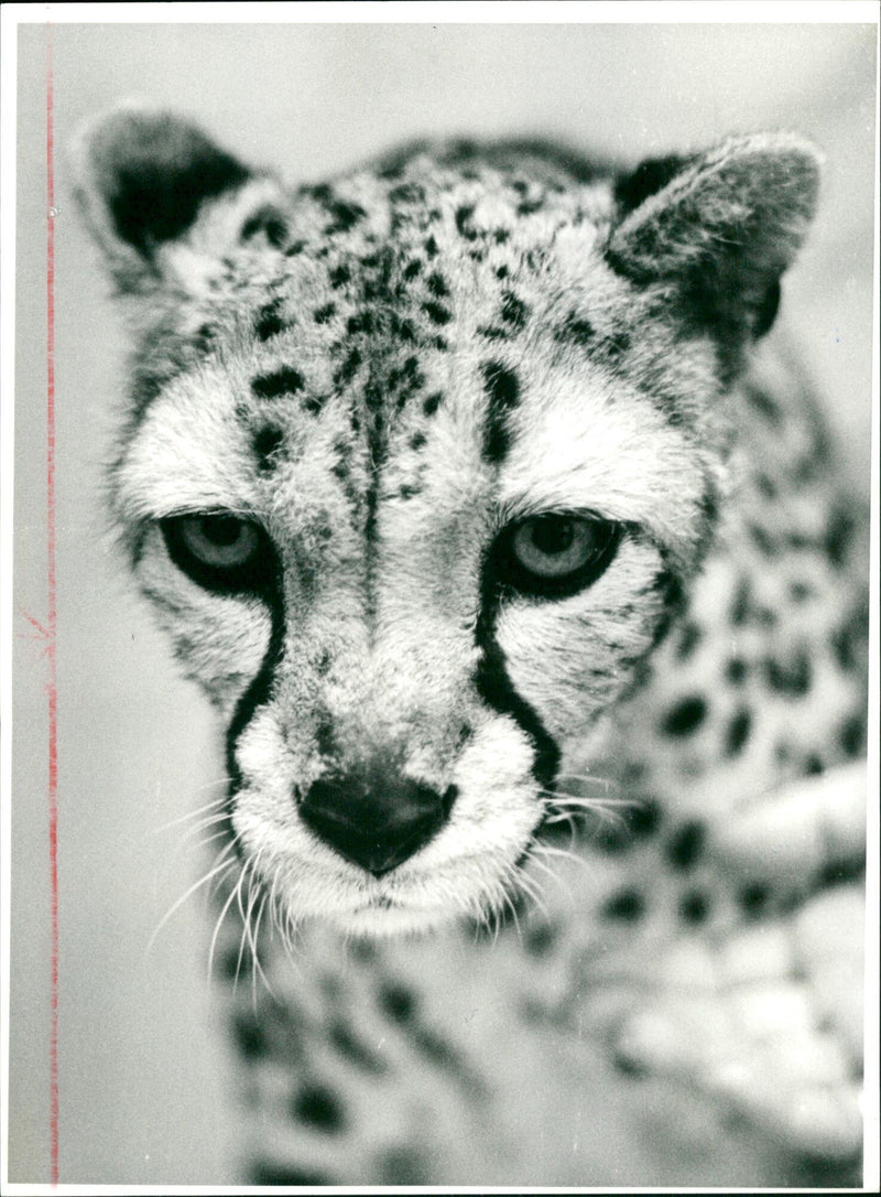 Cheetah "Shetaah", Frankfurt Zoo - Vintage Photograph