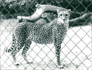 Cheetah in the Frankfurt Zoo - Vintage Photograph