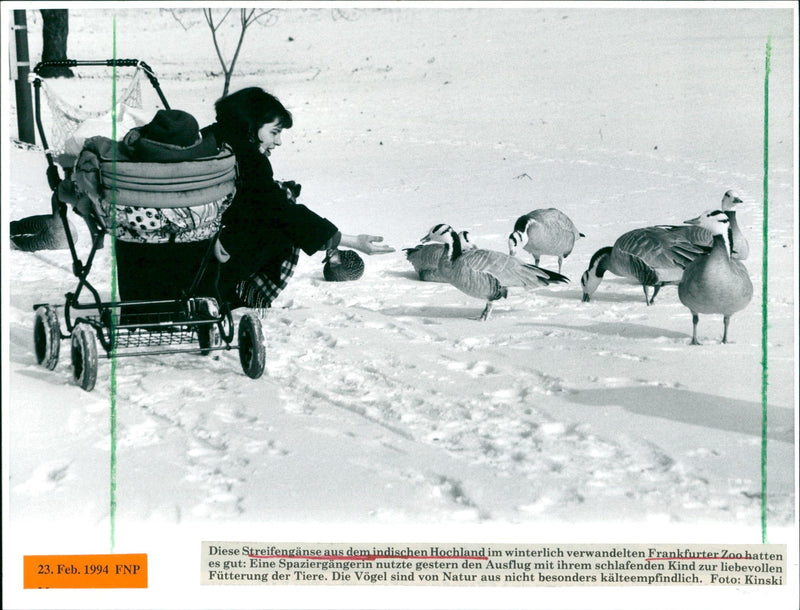 ANIMALS GOOSE THIS STRIPED TASTE INDIAN HIGHLANDS WINTER TRANSF - Vintage Photograph