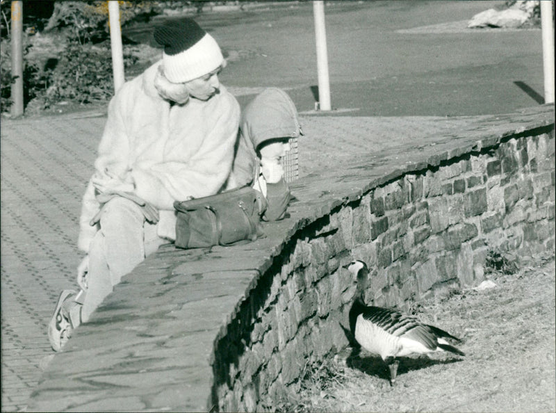 WEIWANGEN NOMENGANA ANIMALS GOOSE WEIFRAENSTR FFM ENPIS WEIWANGAN GOO - Vintage Photograph