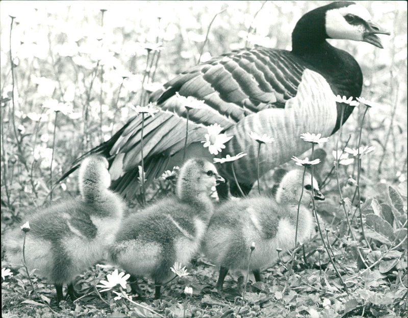 1991 ANIMALS GOOSE SABINE SURROUNDED HERSELF CONTRAST HER ART COMRADE - Vintage Photograph