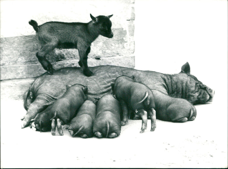 Dwarf kids making their first attempts at climbing - Vintage Photograph