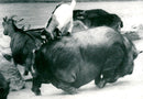 Goats and pot-bellied pigs - Vintage Photograph