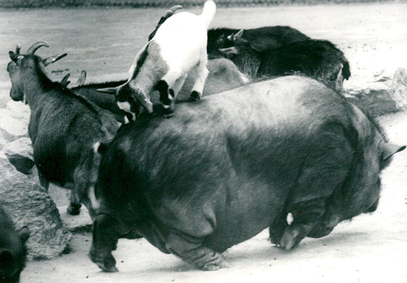 Goats and pot-bellied pigs - Vintage Photograph