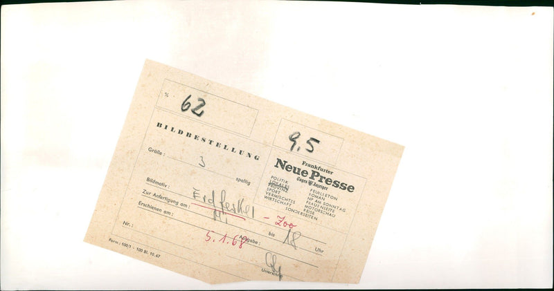 Pot-bellied pigs in the Frankfurt Zoo - Vintage Photograph