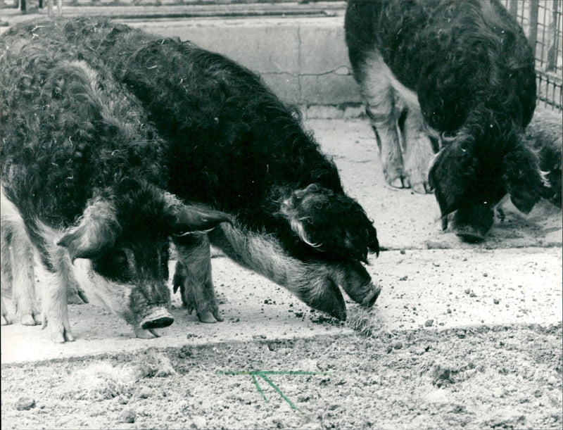 Mangalitza pigs from Hungary - Vintage Photograph