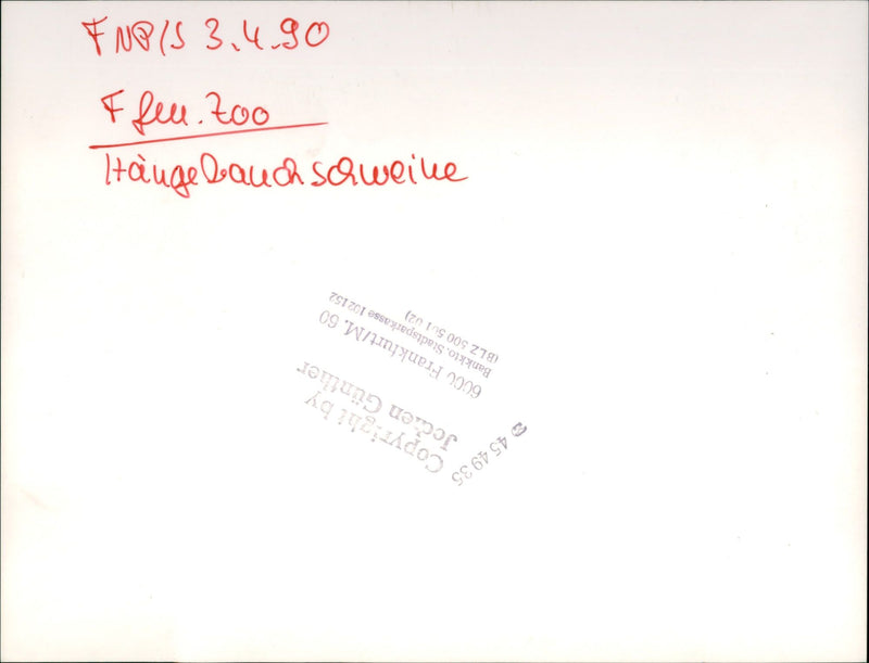 Pot-bellied pigs in the Frankfurt Zoo - Vintage Photograph