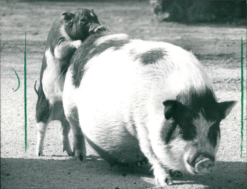 Pot-bellied pigs in the Frankfurt Zoo - Vintage Photograph