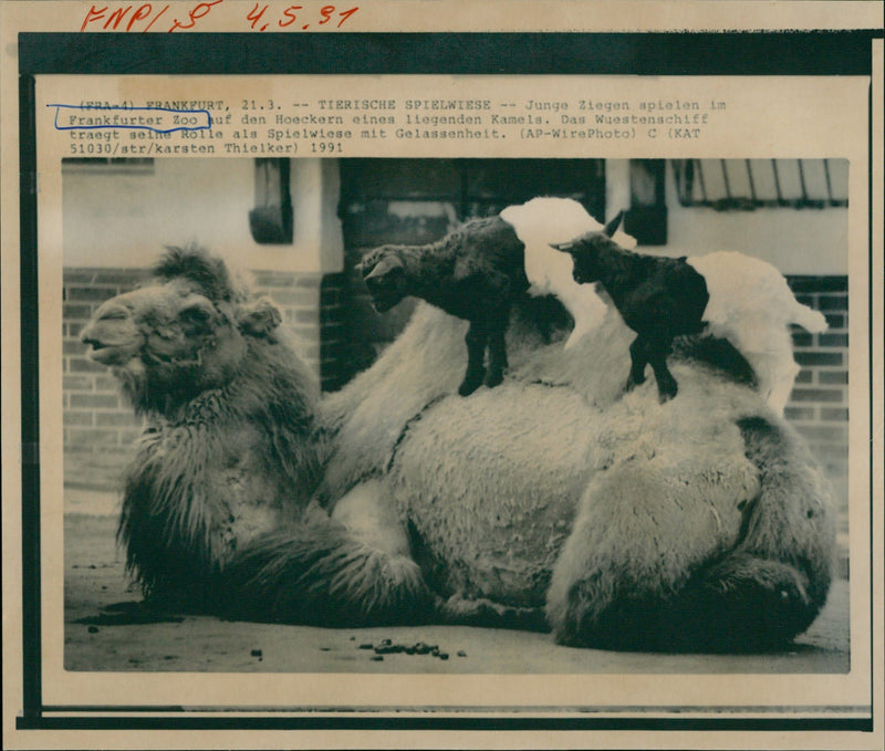 1991 PIGS GOATS YOUNG GOVERNMENTS PLAY FRANKFURT ZOO - Vintage Photograph