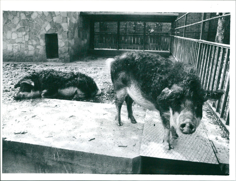 Mangalitza woolly pig in the Frankfurt Zoo - Vintage Photograph