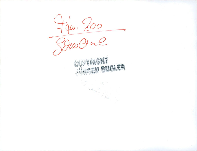 Piglet in the Frankfurt Zoo - Vintage Photograph