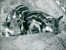Piglet in the Frankfurt Zoo - Vintage Photograph