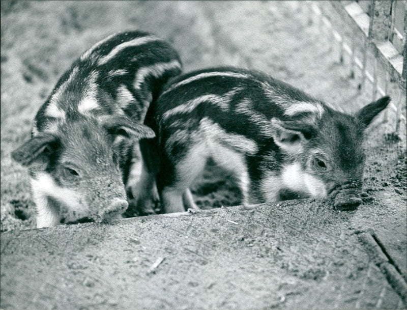 Piglet in the Frankfurt Zoo - Vintage Photograph